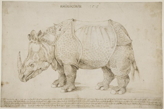 Durer 1515 drawing of Lisbon Rhino