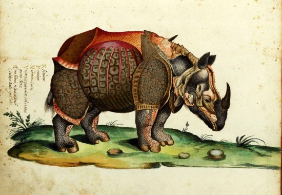 Aldrovandi rhinoceros