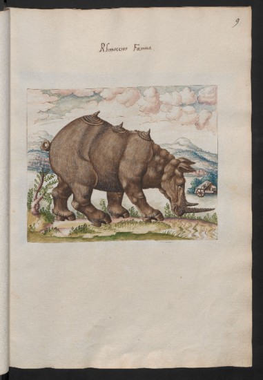 Female rhino 16th century