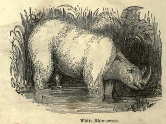 Encyclopedia of animated nature 1856 White