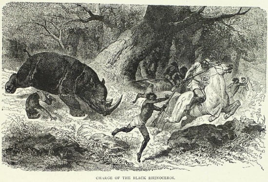 Charle of black rhino 1869