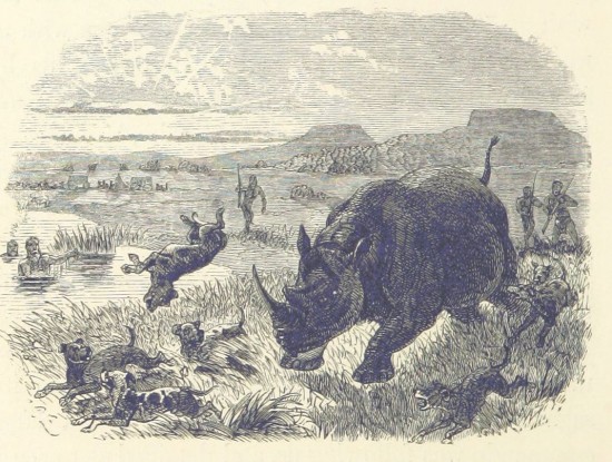 Rhino and dogs 1863