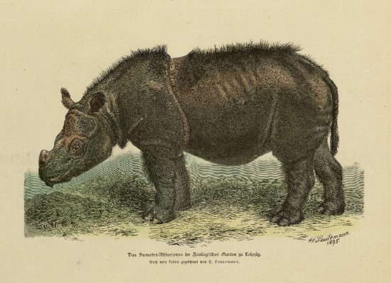 Sumatran rhino in Leipzig 1895