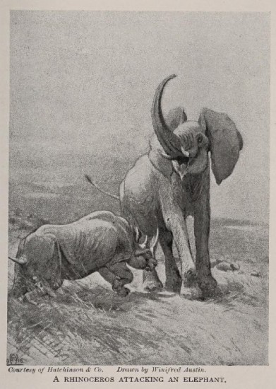 Rhino attacks elepehant 1927