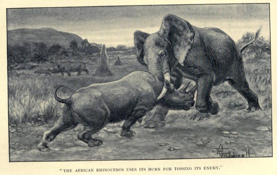 Rhino tossing elephant 1912