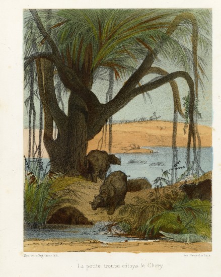 Bruno 1875 Rhino on Chary