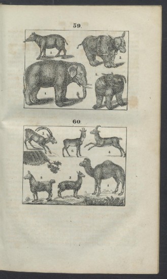 Gailer 1842 mammalia