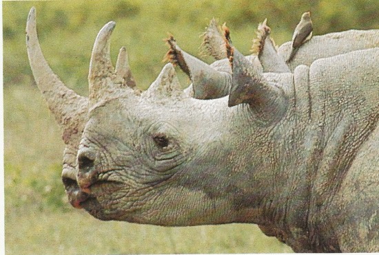 Two black rhino heads