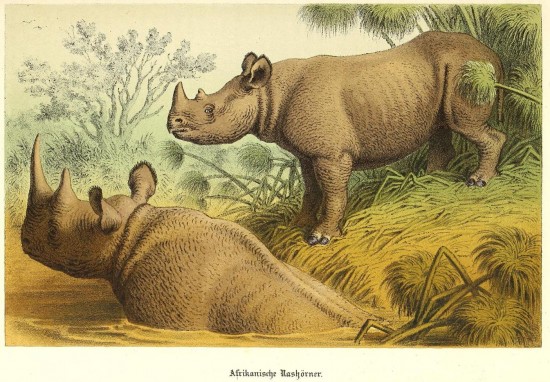 Decken 1869 Black rhinos