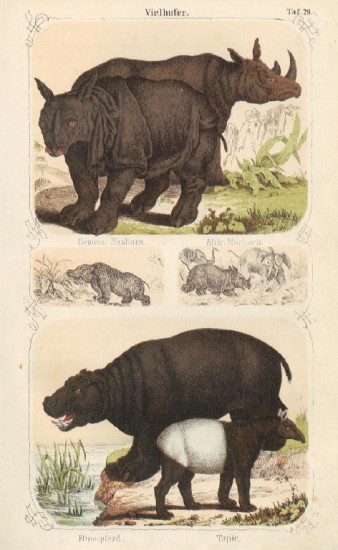 Indian and African Rhino 1850