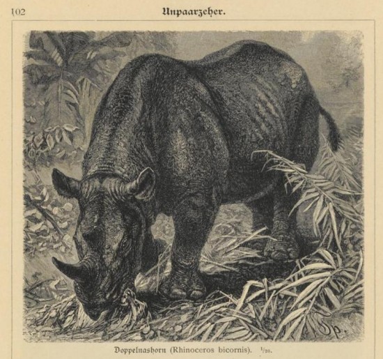 Marshall 1897 Black rhino