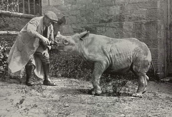 Edinburgh black rhino