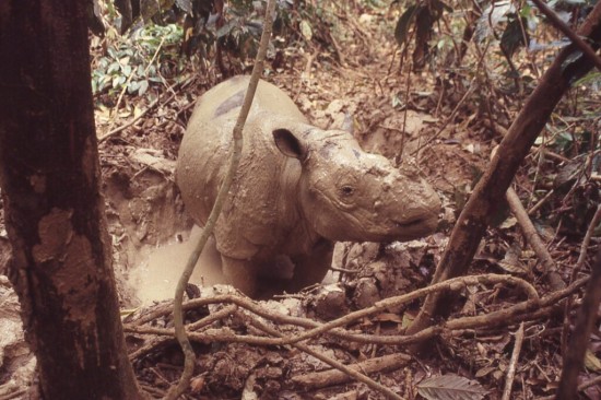 Way Kambas - Sumatran rhino