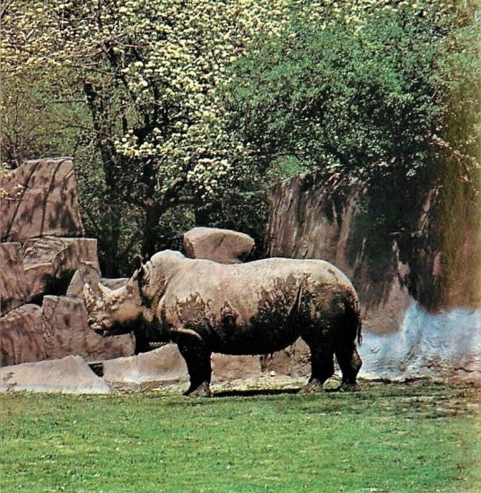 White rhinoceros from Natal at Brookfield Zoo