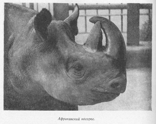 Black rhinoceros at Moskovskii Zoologicheskii Park