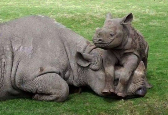 Rhinoceros infinite tenderness
