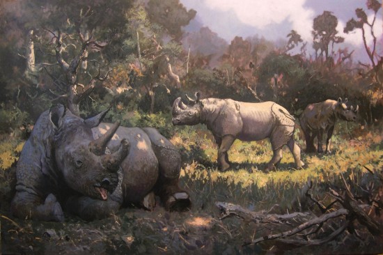 Black rhinoceroses in nature