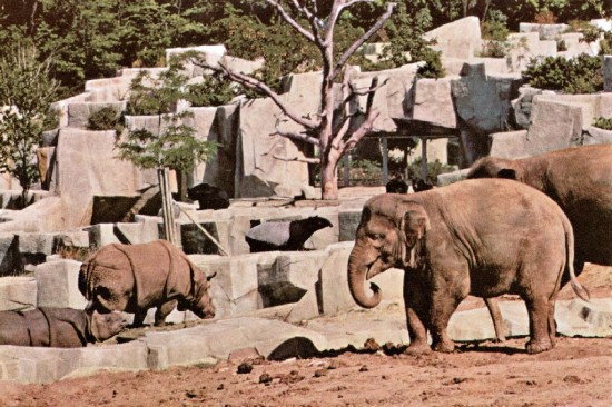 Indian rhinos Mohinija (rt) and Rudra in the Milwaukee County Zoo