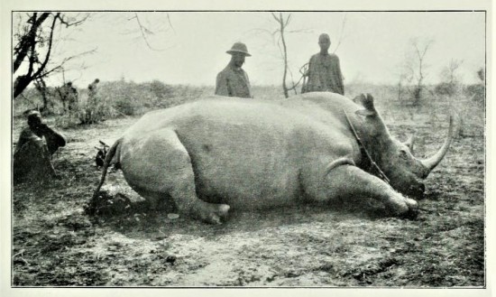 Solvay 1907 Nile Rhinoceros 