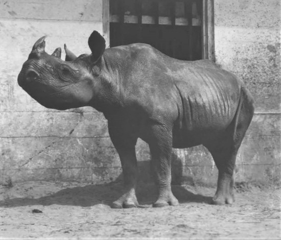 Female Black rhinoceros at Lakewood Zoo in Holland, Michigan