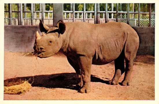 Sally, the Black rhinoceros at the San Diego Zoo