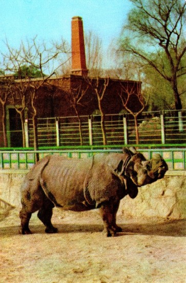Male Indian rhinoceros at the Beijing Zoological Gardens, China