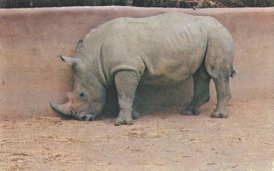 Southern White rhino at San Diego Zoo
