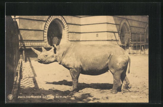 Black rhino in Berlin