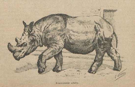 Sumatran Rhino in Zoo