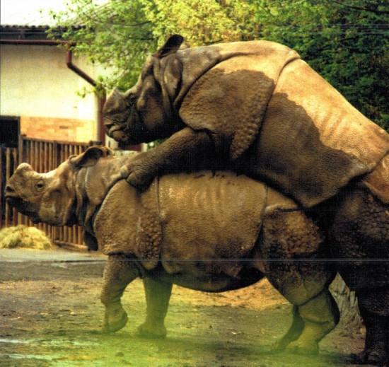 Dvur Kralove - Indian rhino mating