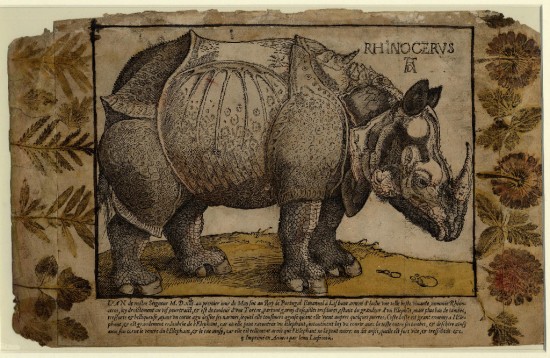 Durer 1515 woodcut version of Liefrinck