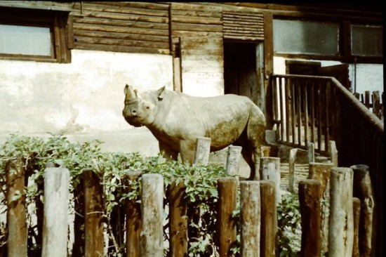 Black rhino in Prague Zoo