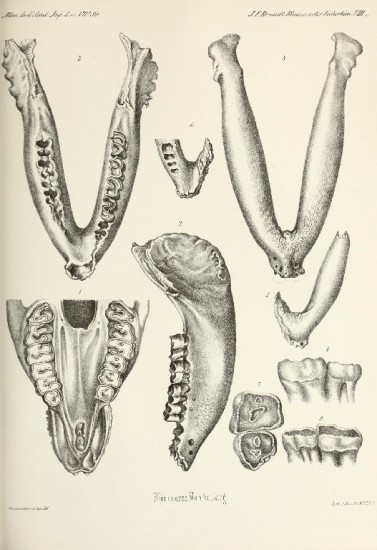 Brandt 1877 Rhinoceros merckii skull