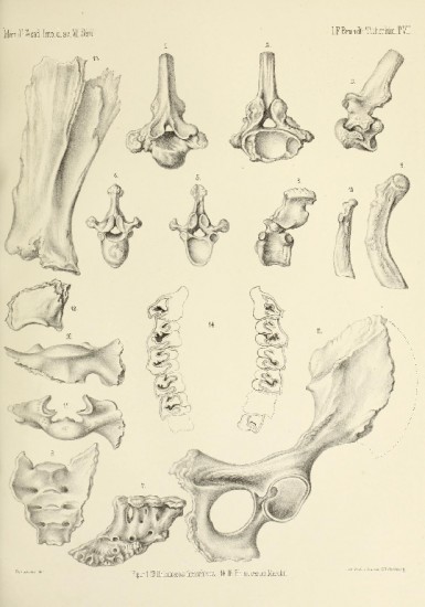 Brandt 1877 Rhinoceros merckii and tichorhinus