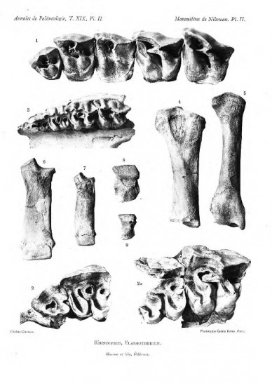 Nihowan fossils