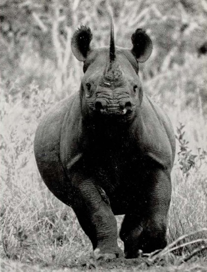 Pfeffer 1959 charging rhino