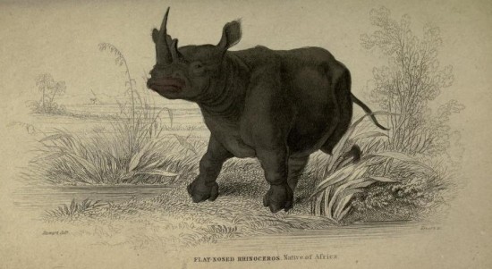 Jardine 1836 White rhino
