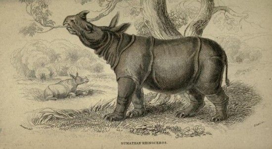 Jardine 1836 Javan rhino