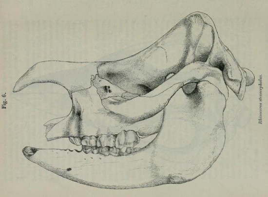 Gray 1867 stenocephalus skull