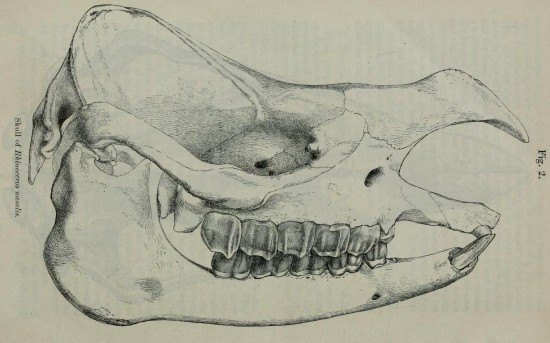 Gray 1867 nasalis skull