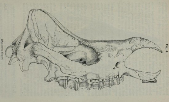Gray 1867 floweri skull