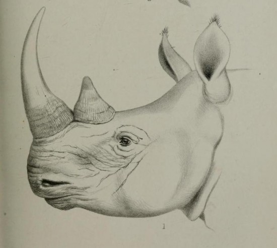 Sclater 1886 Head of white rhino
