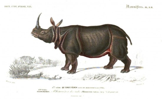 Orbigny 1869 Atlas