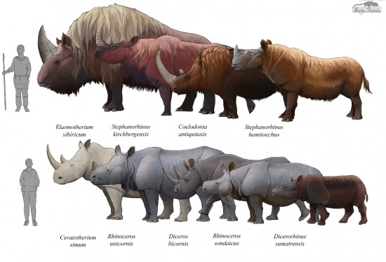 Pleistocene and present rhinoceroses by Maija Karala