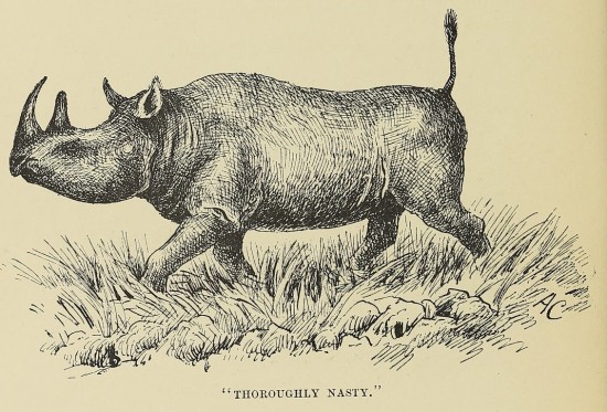 Chapman 1908 Nasty rhino