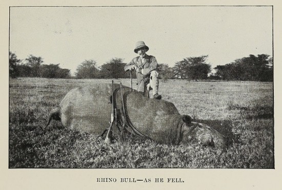 Chapman 1908 Rhino Bull