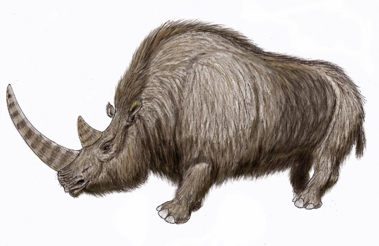 A woolly rhinoceros reconstruction