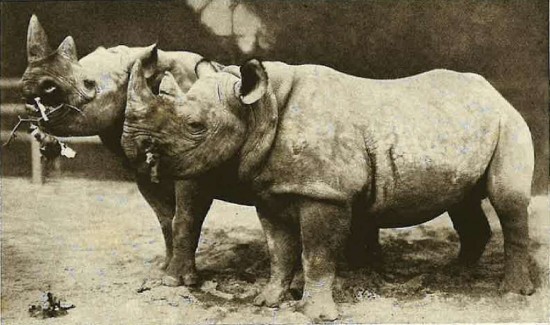 Hagenbeck Zoo black rhinos
