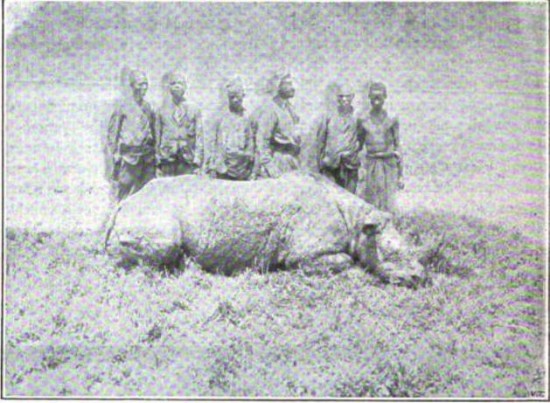 Scheibler 1900 End of rhino