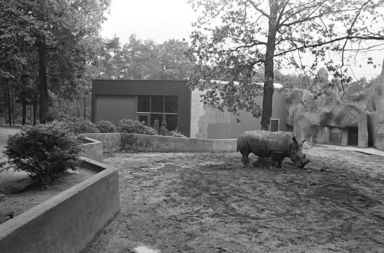 Arnhem White Rhino
